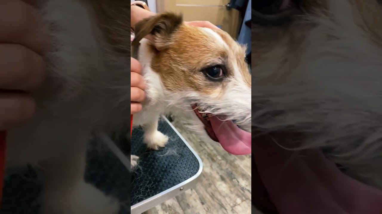 Как делают тримминг в Pet Spa 🔥 