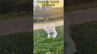 👉 Funniest Rabbit Moments Part 2 🐰🤣 #shorts