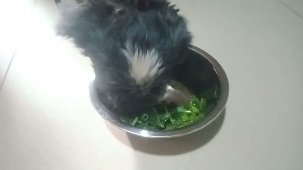 Shi tzu eating boiled kangkong 