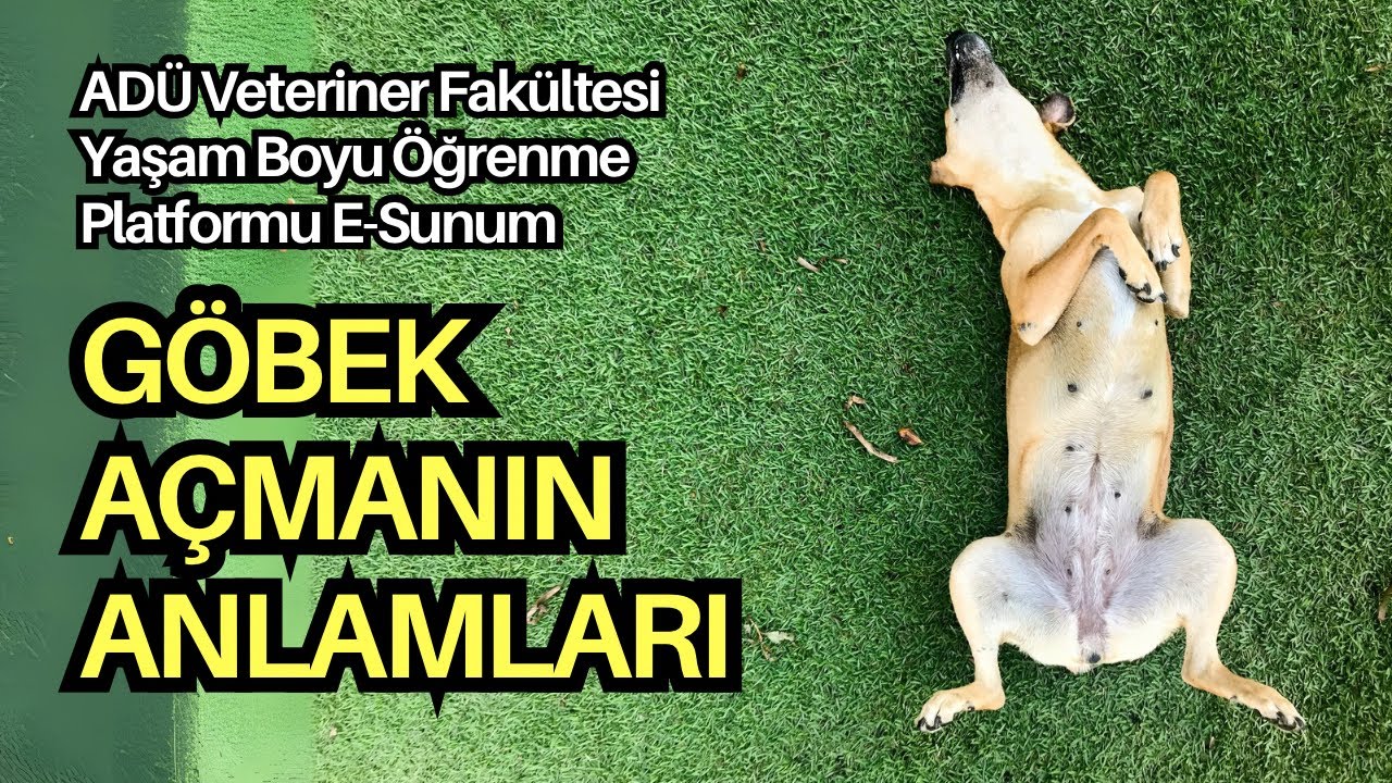 Göbek Açmanın Anlamı | ADÜ Veteriner Fakültesi Yaşam Boyu Öğrenme Platformu E-Sunum 22/05/2024