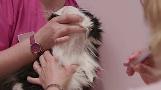 How to take a cat's blood sample