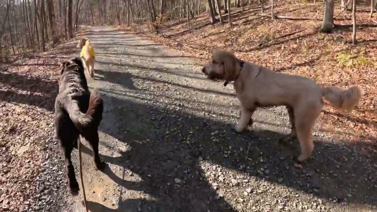 Dog hiking adventures with Goofy, Alfie, Bruce, and Noodles, on 1/12