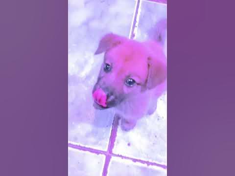 DALILA 🐶🙂💗💗 - YouTube