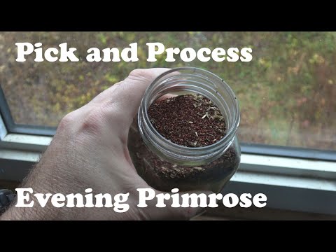 Pick and Process Evening Primrose