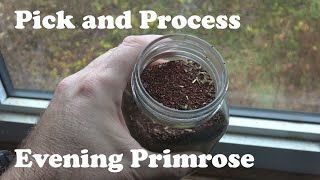 Pick and Process Evening Primrose