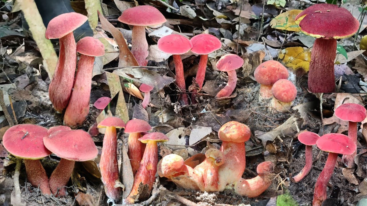 เข้าสู่วันที่ 3 ของการเก็บเห็ดรอบแรกของปีเกิดเดือนมีนาคมยังคงหมานดอกงามๆเกือบเต็มตะกร้า