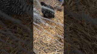 my Geese, chickens 🐔 and ducks from Blackberry creek mini farm