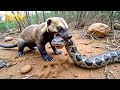 Deadly Battles Of Venomous African Snakes Wild Animals