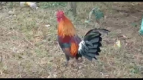 ໄກ່ປ່ານໍ້າ1 qaib qus txuam 1 qua zoo