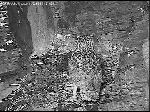Eifel Leo Talks to the Egg April 11 2021 live cam preview