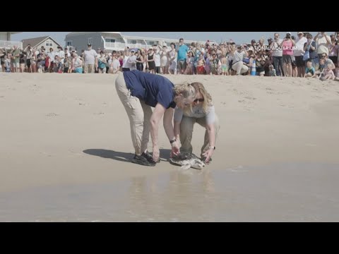 Two rehabilitated sea turtles released in Ocean City after months of ...