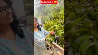 Kitchen Garden Guava Plant Balcony  Fruits plant  youtubeshorts viralshorts trending