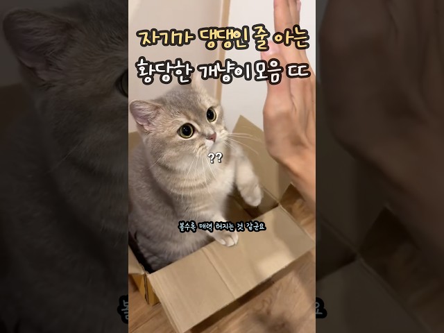 자기가 댕댕인 줄 아는 황당한 개냥이 모음 ㄷㄷ