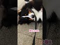 シャンプー後でもお構いなし!嬉しいとゴロゴロしてしまうバーニーズマウンテンドッグ