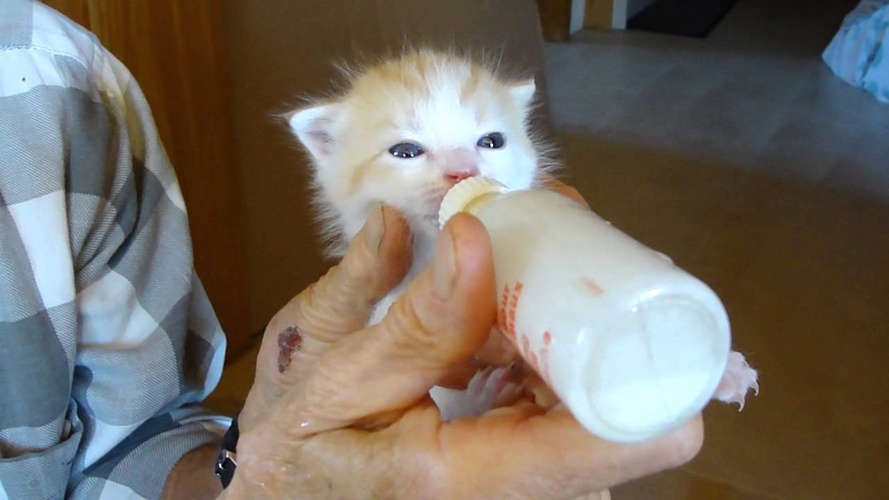 Katzen Baby Trinkflasche