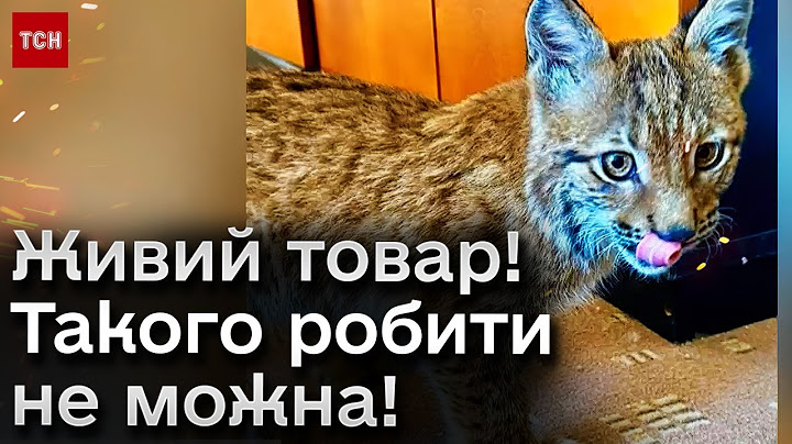🤬 Зловили на гарячому! Ділки хотіли продати хворе червонокнижне рисеня за 3,8 тисячі доларів!