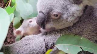 Koala joey adorableness at Australia Zoo