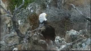 August 1 2026 Pretty Boy Chase Resident Male - Two Harbors Nest