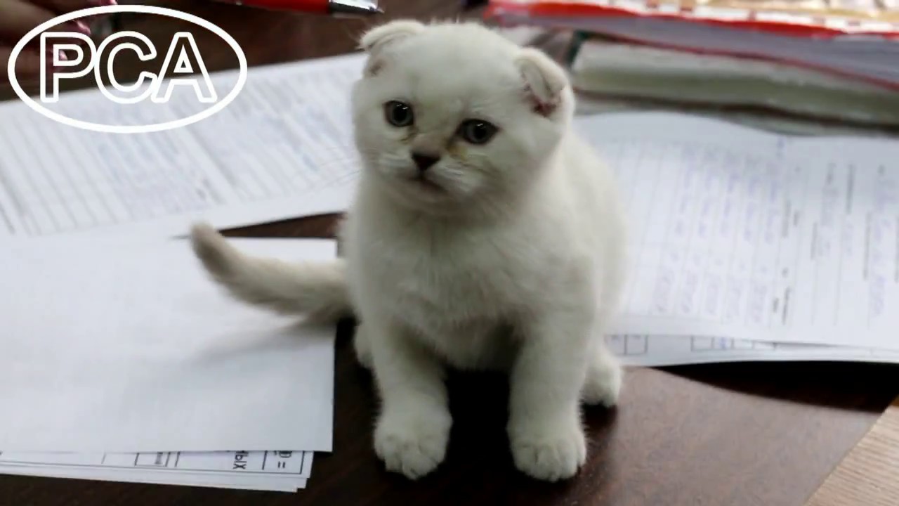 camera iphone 8 plus apk Шотландские котята питомника Молина Кити