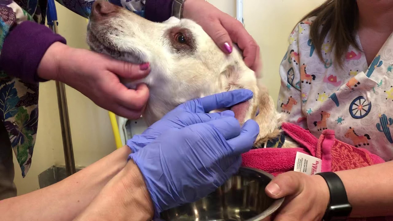 how much does dog ear hematoma surgery cost