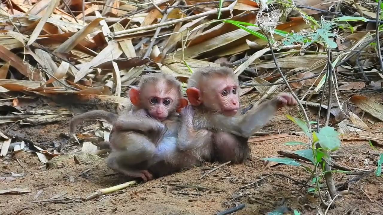 Struggle hard, little monkey, strong, know how to carry. The two brothers come to get milk.