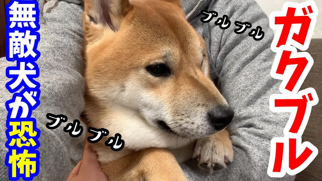 普段無敵な柴犬が強風でガクブル犬に変貌する時 Youtube