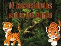 **14 curiosidades sobre los tigres**
