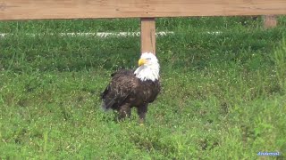 Videos – Southwest Florida Eagle Cam