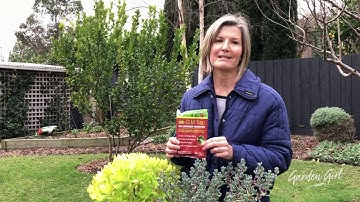 Citrus Leafminer, Be Gone!