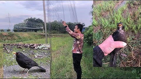 Cách chọn bãi đánh chim hoét đen mùa di cư? Anh em tham khảo