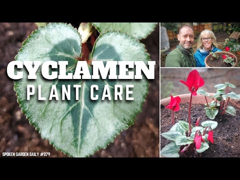 Video: Cyclamens Adalah 