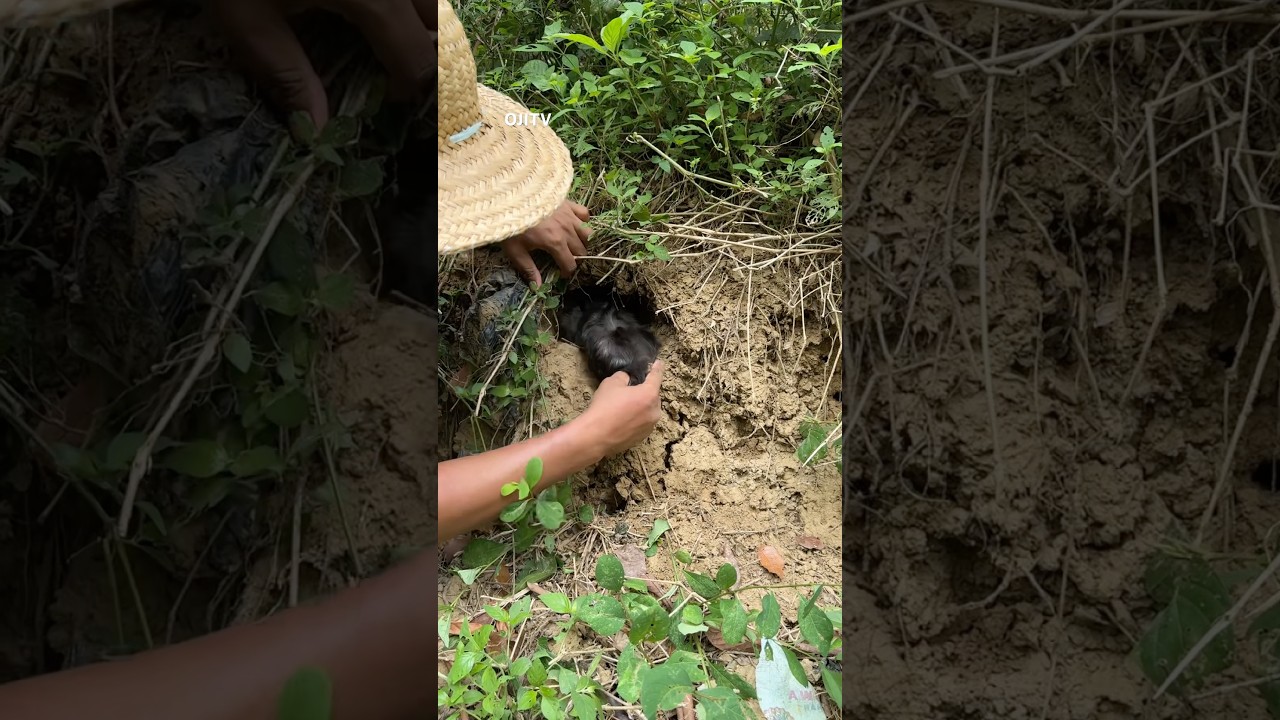 There is a black furry animal in the hole 