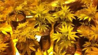 Qush, Grape Ape, UK Cheese bloom day 1