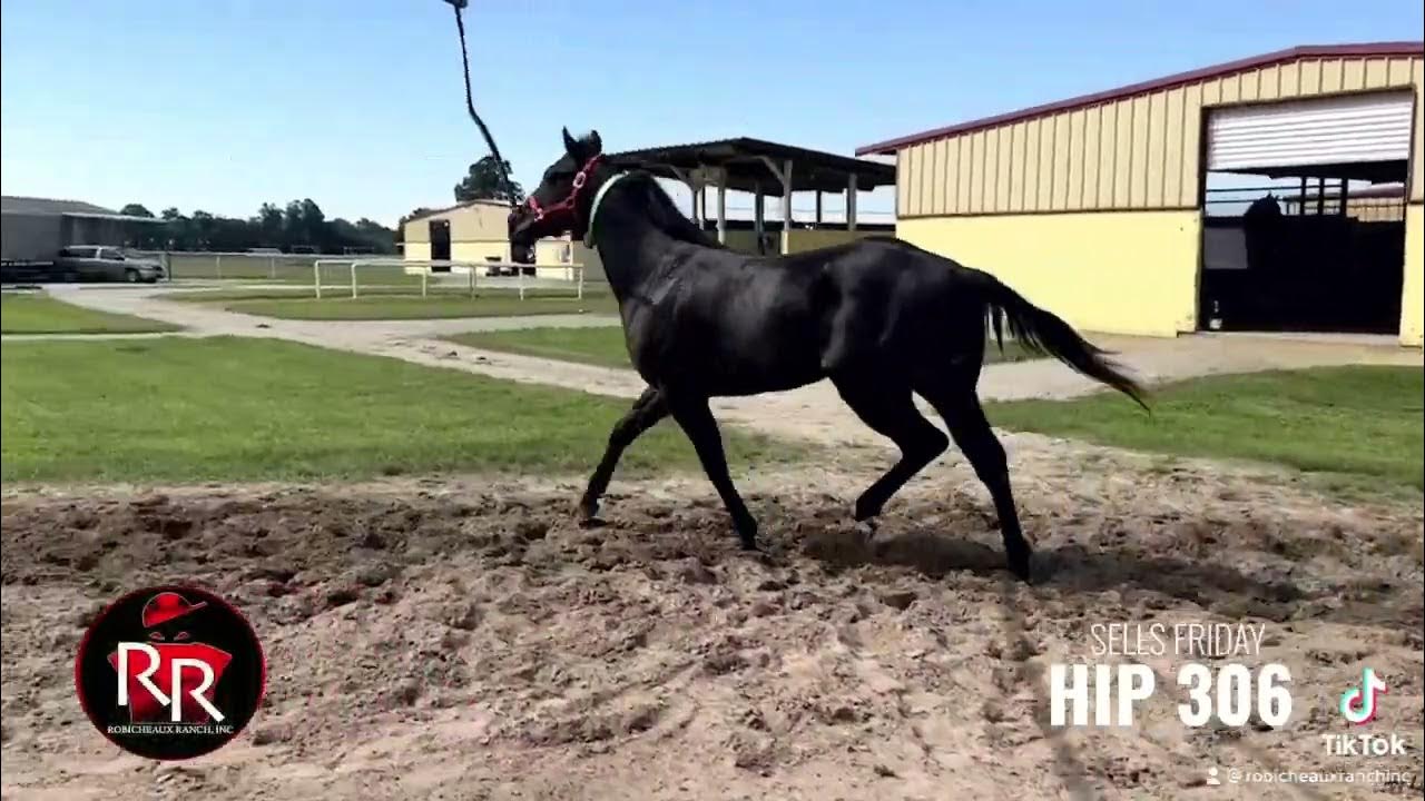 HERITAGE PLACE YEARLING SALE HIP 306 GT GOT A TARZAN YouTube