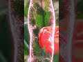 #fypシ゚viral #fypシ #love #flowers #tulips #srinagar #hilights #happiness #fun #smile #lifeisbutadream
