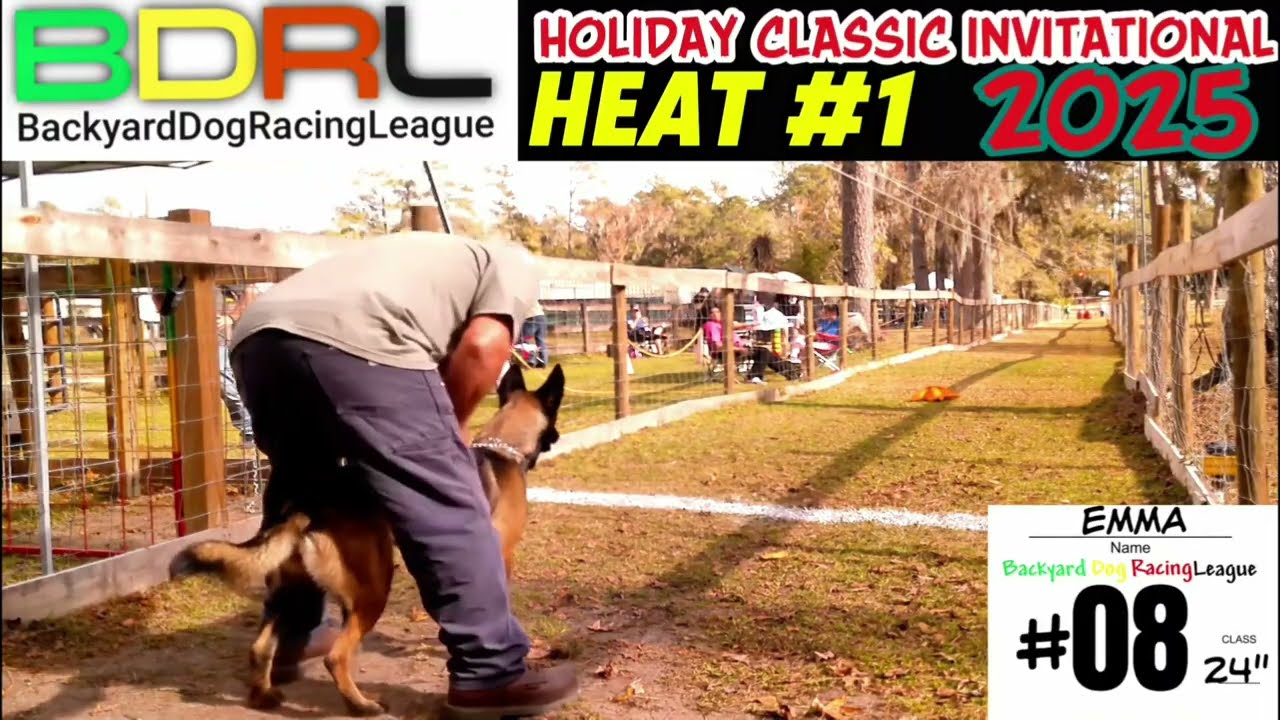 Watch These FAST Dogs Race To The Finish Line!