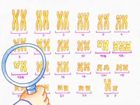 Vidéo: Combien de chromosomes possèdent les autosomes ?