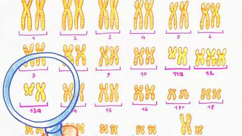 Comment représenter une paire de chromosome ?