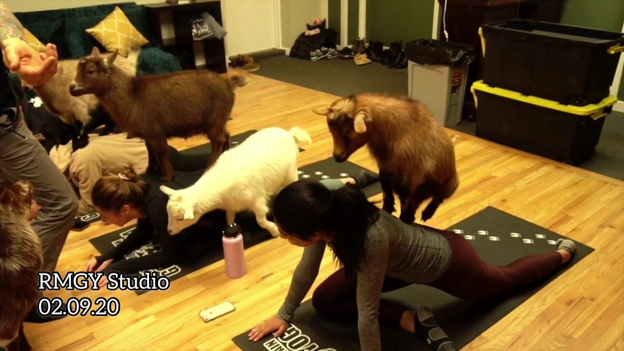 Rocky Mountain Goat Yoga Goats with Pizzazz!! YouTube