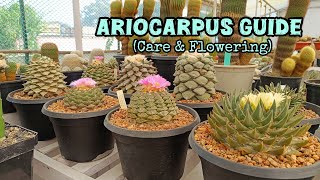 Ariocarpus – The Jewel of Cacti | Care, Varieties &amp; Growing Tips