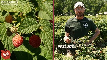 Prelude Raspberries | Bite Size