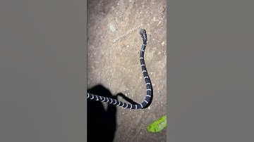 Cạp nia bắc cực độc | @thegioiran