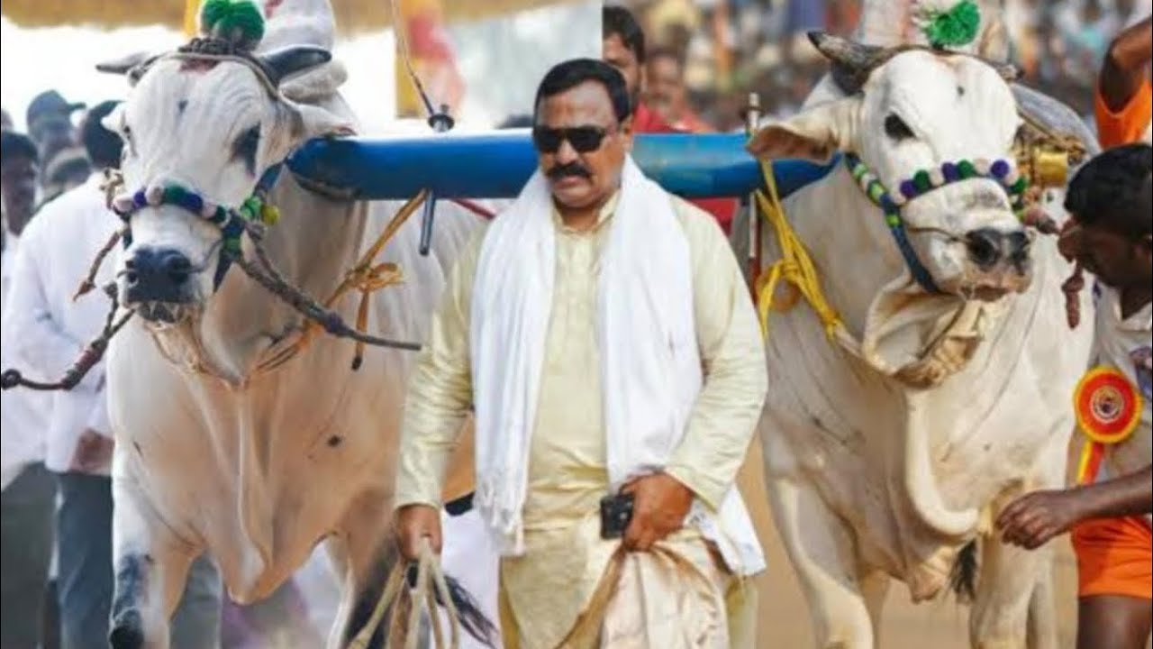 2026 దొండపాడు  సీనియర్స్  7వ SSR bulls సుంకి సురేందర్ రెడ్డి గారు ( jr గాండీవం⭐ వీర నరసింహారెడ్డి)