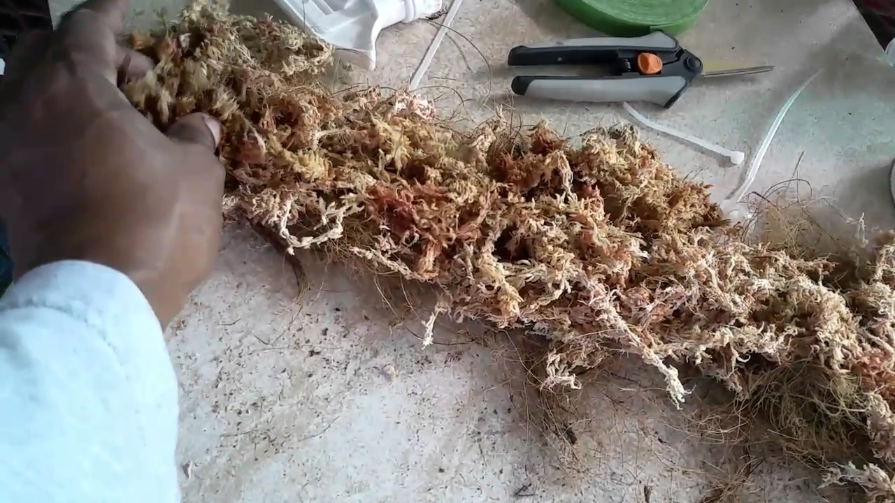 Vanilla Orchid stalk extension 