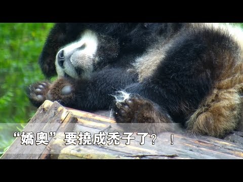 《熊貓早晚安》“嬌奧”撓了一下午的毛，準備要成禿子了？ ！ | iPanda