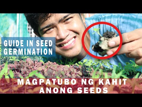Video: Pagpapalaki ng Sesame Mula sa Mga Buto – Paano Magtanim ng Sesame Seeds Sa Hardin