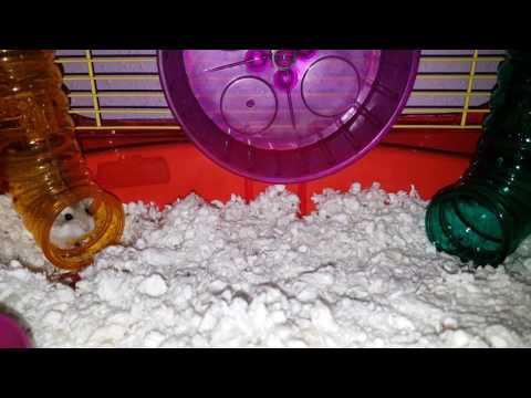 cute-hamsters-doing-funny-things-#2