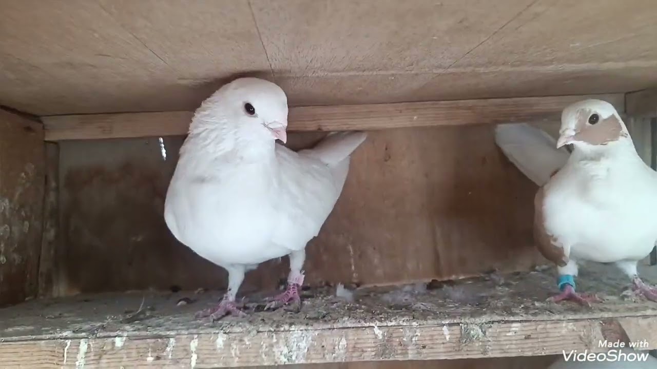 السلام عليكم شباب جبنه طيور مال صيد من سطح ابن عمي ما شاء الله ارافل حلوات