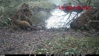 la laguna pequeños depredadores@josea.fontes5222 by Jose A. Fontes 2,583 views 3 months ago 1 minute, 36 seconds