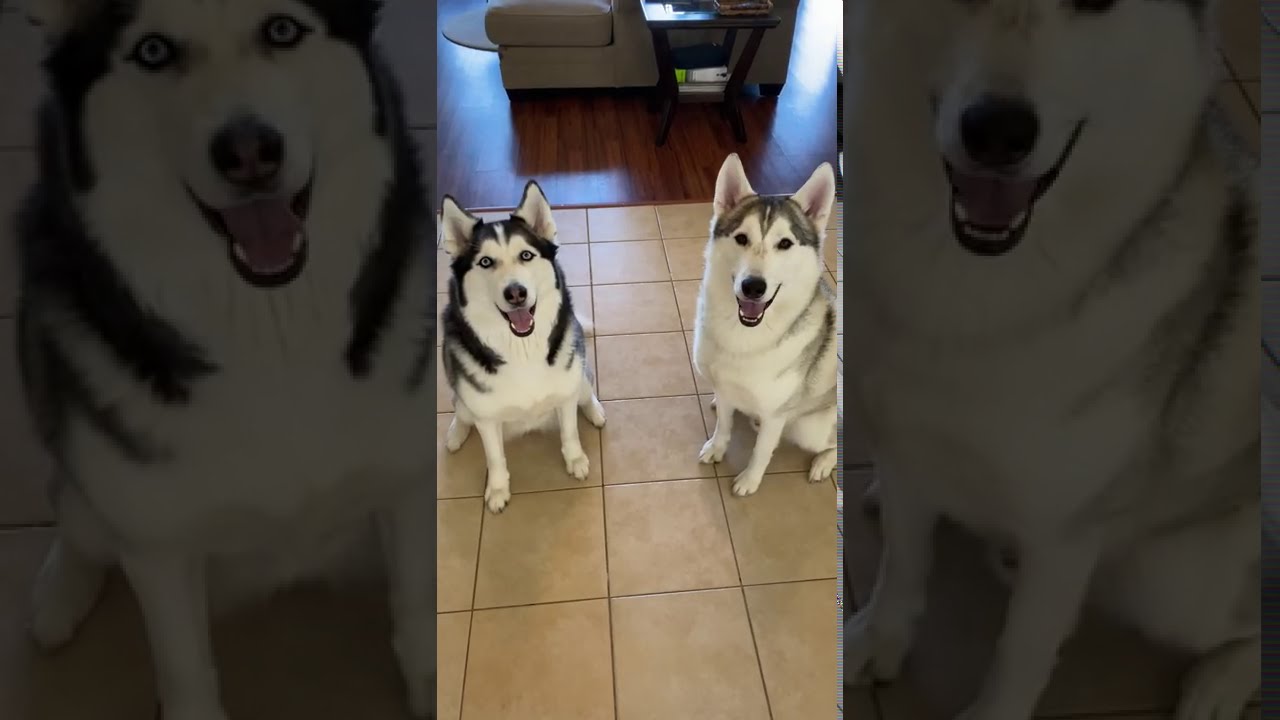 Когда у твоего хаски появилась новая игрушка... 